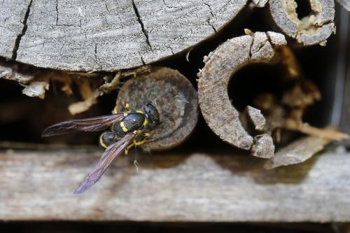 Réf. 358 712 : Symmorphus murarius